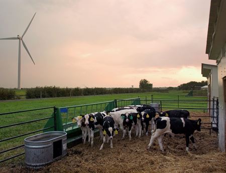 Picture for category Udder Health / Mastitis